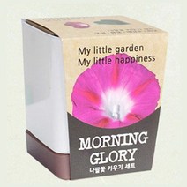 [KT알파쇼핑]나팔꽃 미니화분 꽃 화분 홈가드닝 식물키우기 정원, 쿠팡 본상품선택