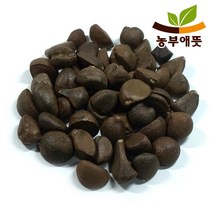 농부애뜻 동백 나무 씨앗 300g 꽃 열매