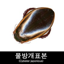 수서곤충표본/물방개표본/Cybister japonicus