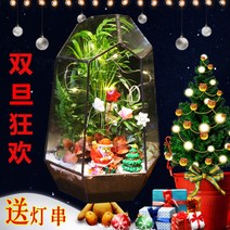 테라리움 키트 글래스 하우스 이끼테라리움 만들기 DIY 비바리움, 메리크리스마스(완제품)