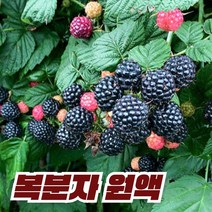 이른아침애 국내산 복분자 원액 엑기스 즙 액기스, 1L-2병, 2개