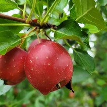 양구 DMZ 미니사과 알프스오토메 500g