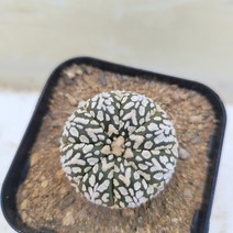 [메카다육]79-0502 선인장 슈퍼투구(V투구) 국내실생 다육식물, 1개