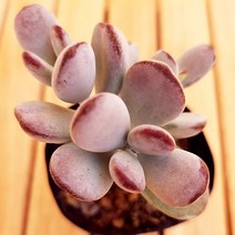 방울복랑 키우기 예쁜 실내 거실 다육 식물1-15 랜덤, 단품, 1개