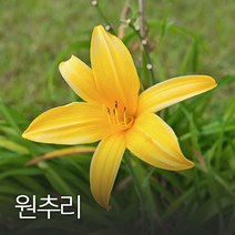 코리아팜 원추리50g