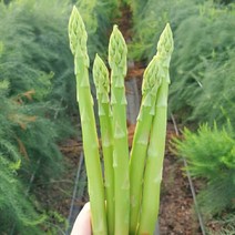 [산지직송] 강원도 생 아스파라거스 500g, 단품