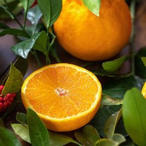 맛군 제주 가정용/선물용 실속 한라봉, 1box, 가정용 4.5kg (16-21과)