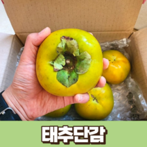 태추단감 2kg 국산 고당도 배단감 국내산 농장 산지 직송 태추 단감 제철 배 맛 아삭 과즙 달콤한 단감 추석 부모님 선물, 1개