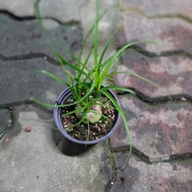 실내공기정화식물 독구리난 소품 다육과식물 구근식물 15-25cm 39