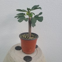 실내공기정화식물 무화과 과실수 소품 15-25cm 59