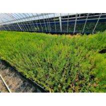 측백나무 묘목 포트묘 조경수 울타리나무