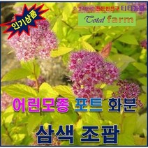 희귀야생화/포트묘/화분용/ 삼색조팝 5주, 상세페이지 참조