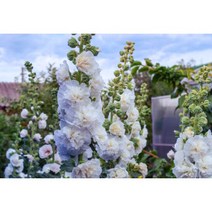 가을에 심는꽃 더블 겹접시꽃 화이트 씨앗 희귀씨앗 발아율 UP, 5립