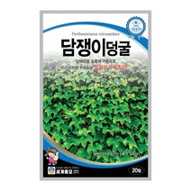 모칸도 세계종묘 나무씨앗 담쟁이덩굴 20립