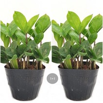 트리앤 1+1 스투키 수퍼바 문샤인 금전수 산세베리아 미세먼지제거, 05. 1+1 금전수20c+금전수20c 1개