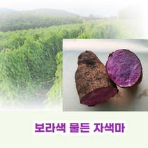 친환경 유기농 자색마 열대둥근마 [산지직송] 혼합2kg 3kg 5kg, 자색마혼합