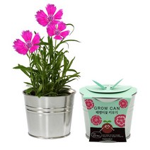 그로우캔 6종 식물키우기 패랭이꽃 나팔꽃 봉선화 미니해바라기 방울토마토 스위트바질