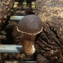 [산지직송] 무농약 참송이 버섯 명품 버섯선물세트 싸리 국산능이 자연산송이 이슬송이 석이 황제 백화점선물세트 백화점버섯선물세트 1등품 무농약버섯 명품버섯선물세트 프리미엄버섯선물세트, 프리미엄 특품 참송이 선물세트 1kg