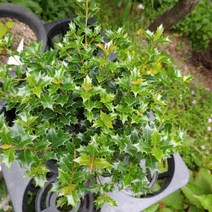 [성심] 애기호랑가시(은목서)야생분재