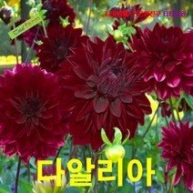 씨앗 팝플라워 다알리아 다크레드미니종 5립