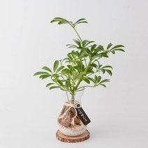 나루플랜트 수경재배식물 건강한 21종 식물 모음, 15.홍콩야자