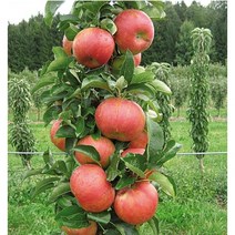 [해찬농원] 과실/유실수 기둥사과 사과나무 묘목