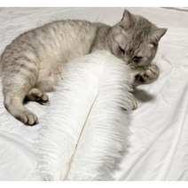 고양이 행동유발 사냥놀이 장난감 타조 깃털 45cm 냥냥펀치 키우기 용품, 2개