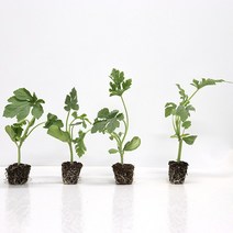 원예용 망고수박 과일 모종 40주