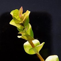 수초 로타라 레드 3촉