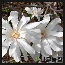 (나무농장) 목련나무 별목련 로얄스타 P9 포트