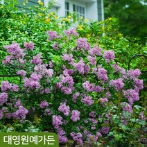 수수꽃다리 토종 라일락나무 정원수 꽃나무, 키60~80cm 흙분 (다간형), 1개