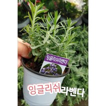 잉글리쉬라벤다/영국에서 가장 많이 식재되는 잉글리쉬 라벤더(English Lavender)입니다.