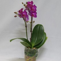 하이시티팜 향기 미니호접란 레드볼-쌍대, 1개