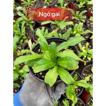 베트남 야채 묘종/ cay ngo gai/쿨란트로/ 아시아 농장 송소희, 1개