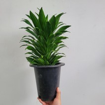 무배특가 플랜테리어 드라세나 콤팩타 콤펙타 중대품 50-70cm 149