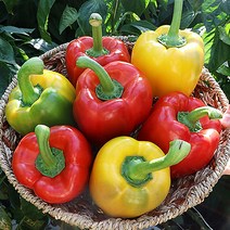 과일 파프리카 파프리카농장 2.5kg 5kg, 1박스, 5kg