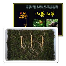 [모닝팡] 삼바이 산양산삼 5-6년근 선물세트 산삼 산양삼 장뇌삼 인삼 면역력 기력보강 설날 추석 설선물 설명절 추석선물 추석명절 명절선물, 3개