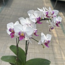 [가든테라스] 호접난 스노우베리, 호접난+화분+숙성바크1리터