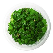 [미미네아쿠아] 무균 조직 배양수초 - 노치도메, 단일속성