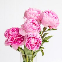 향기에반하다 프래그런스오일 대니맥켄지 타입 밤쉘 플로럴 향기오일 향료 캔들 디퓨저 석고방향제 비누만들기, 밤쉘 프래그런스오일 100ml
