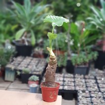 [나인에잇틴]알로카시아 오로라 공기정화 39