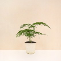 싱그러운 실내 공기정화식물 중품 식물 모종 모음 마이플랜트, 27.아스파라거스 나누스 1개