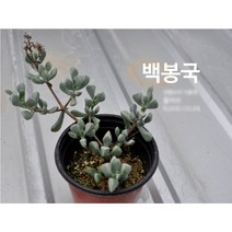 다육식물/선인장 백봉국갈색플라스틱모종 4개 (L0318)