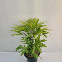 서황금 공기정화식물 반려식물