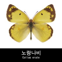 나비표본 노랑나비 Colias erate