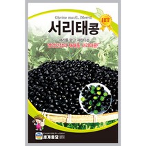 서리태콩 씨앗 30g 서리를 맞고 자란다는 콩 영양만점 세계종묘