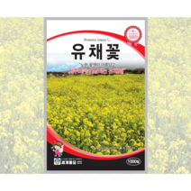유채꽃 1000립 / 씨앗 종자 꽃씨 꽃밭만들기 화단만들기 조경가꾸기