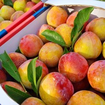 2023 첫 출하 고당도 피자두 도담자두 태양자두, 1kg (10과 내외), 1개