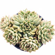 [나애다육] 메비나(자연군생) (51-0602), 1개