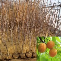 [모든원예조경] 살구나무 묘목 (산형3호) 결실주 분묘 살구묘목 과수 유실수, 1개